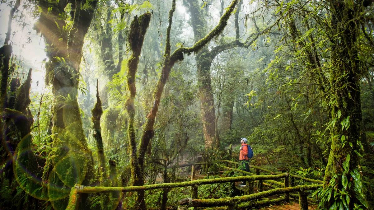 Ang-Ka-Nature-Trail-Doi-Inthanon-National-Park-Chiang-Mai-scaled