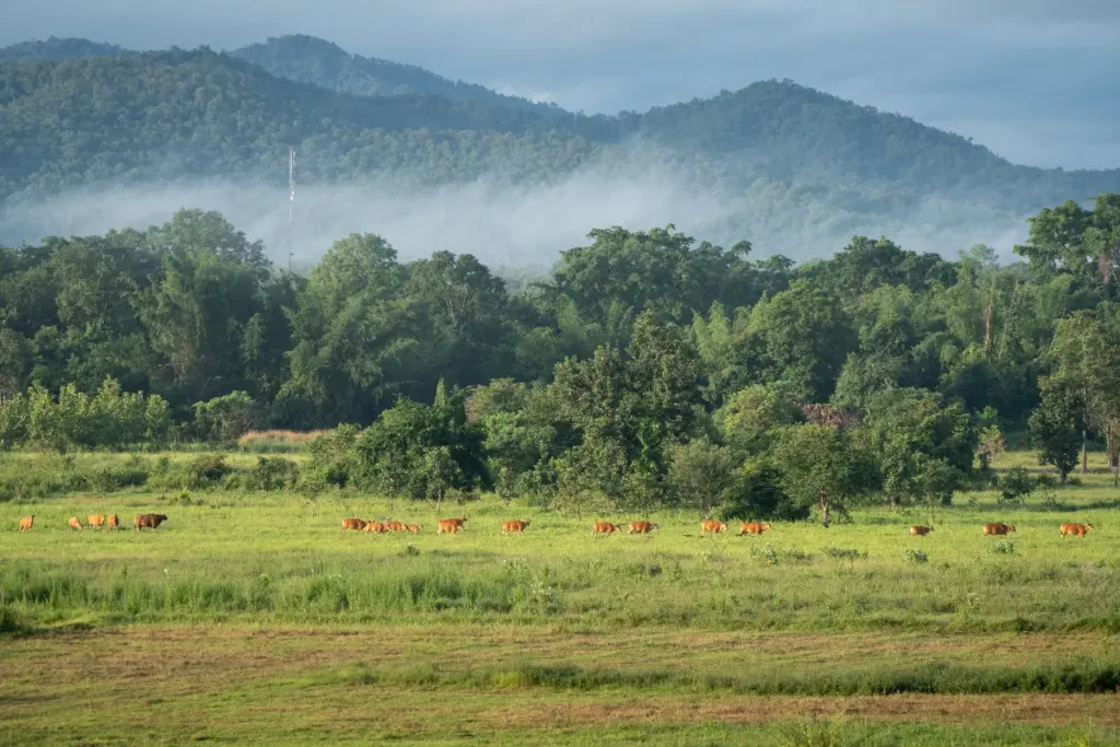 Troupeau de bovins sauvages brun orangé dans une prairie verdoyante, devant une forêt et des montagnes embrumées.